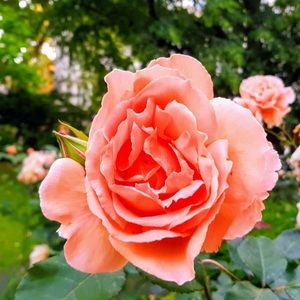 Meet your Posher, Kara